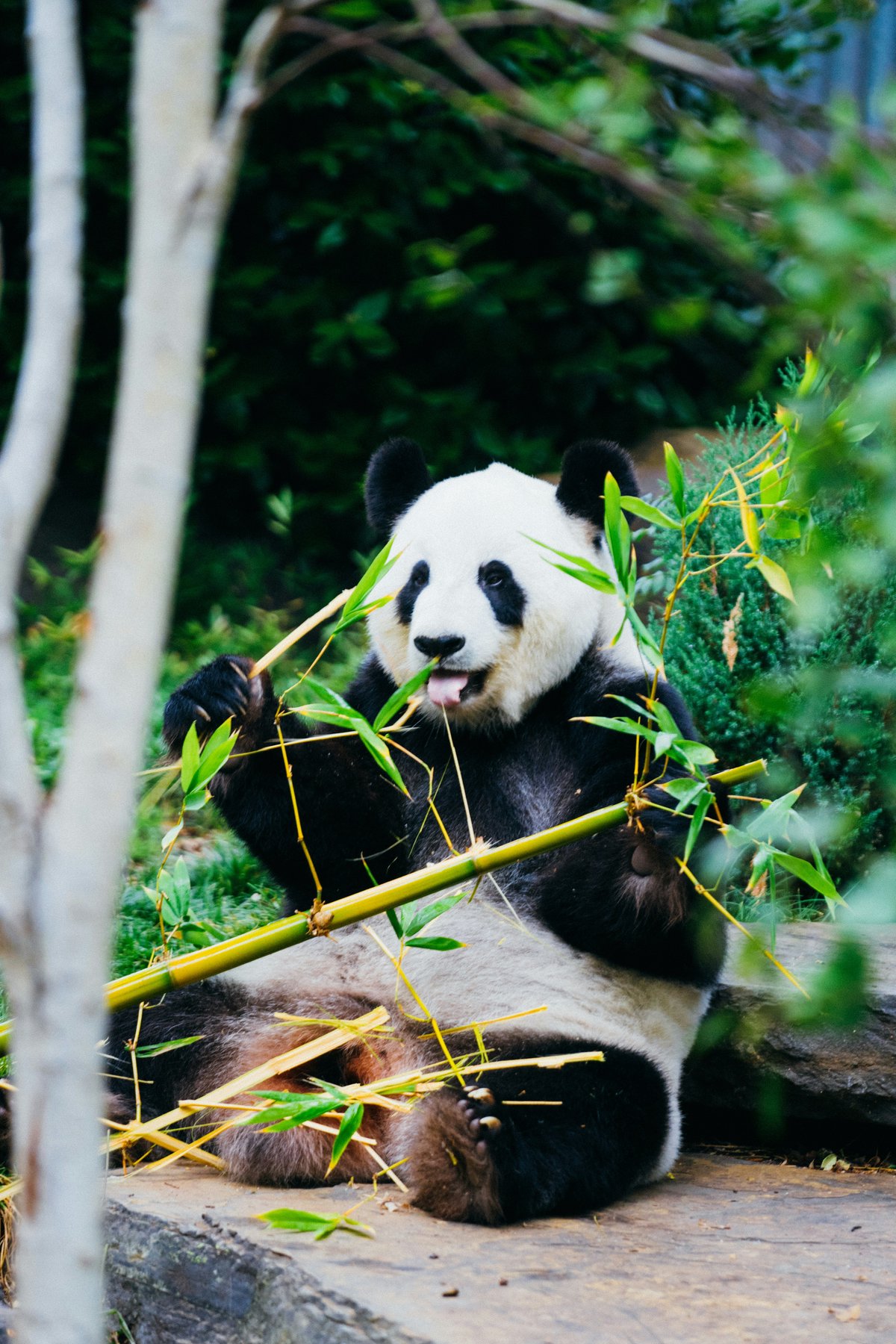 Close-up portrait of a giant panda with distinctive black and white markings