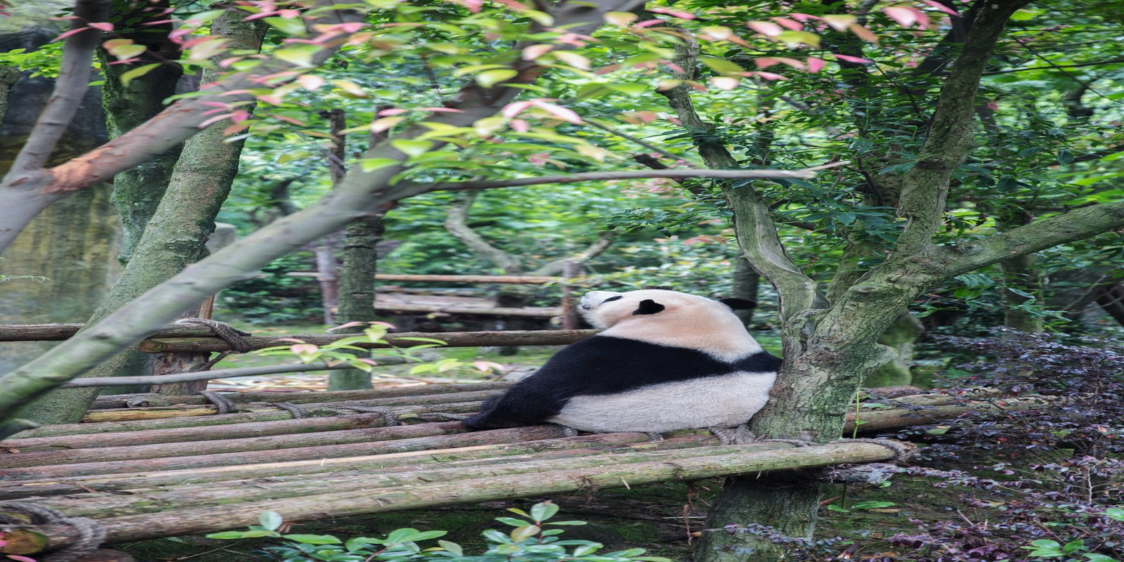 Beautiful panda portrait as hero image